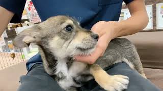 やんちゃっ仔だけど実は甘えたさんなチワシュナちゃん＊ペットショップ犬の家京都樟葉店＊