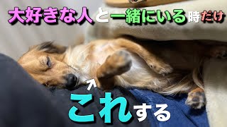 犬は大好きな人と一緒にいる時だけこの行動をします。