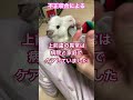 治療困難な不正咬合💦モルモット5歳3ヶ月♂ guineapig shorts