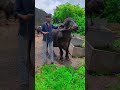 animal buffalo jafarabadi buffalo જાફરાબાદી ભેસ