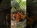 Long Tailed Bird Feeds Babies (p2)#viral #trending #shorts feed #shorts