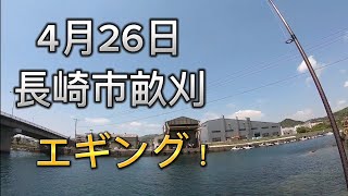 【4月26】長崎市 畝刈（京泊）で大型アオリイカ釣れてます！エギング ！春イカ  キロ超？