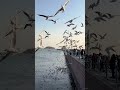 have you ever seen so many seagulls it was so shocking seagulls birds