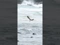 Osprey diving - missed opportunity #osprey #wildlife #wildlifeofaustralia #fujifilm #birds #travel