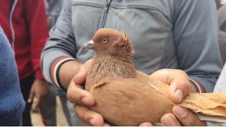 বগুড়া ধাঁপের হাটে কবিতরের দাম খুব কম