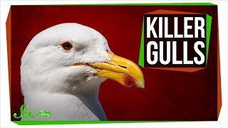 Killer Gulls Rip Into Whales and Murder Seal Pups