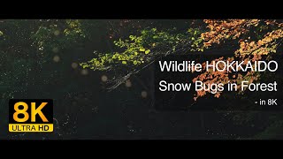 【8K】Snow Bugs in Forest｜森の中を舞う雪虫たち