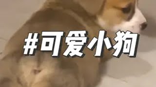 “稻香配狗一听一宿”被小狗治愈的一万个瞬间 狗狗治愈系 小奶狗