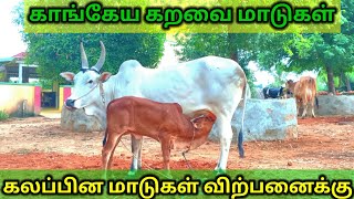 காங்கேய நாட்டு மாடுகள் மற்றும் கலப்பின மாடுகள் விற்பனைக்கு. cow for sales