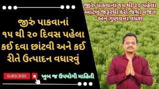 જીરું પાકવાનાં ૧૫ થી ૨૦ દિવસ પહેલા આ દવા છંટકાવ કરો અને થશે ઉત્પાદન અને ગુણવત્તામાં ફાયદો | Cumin |