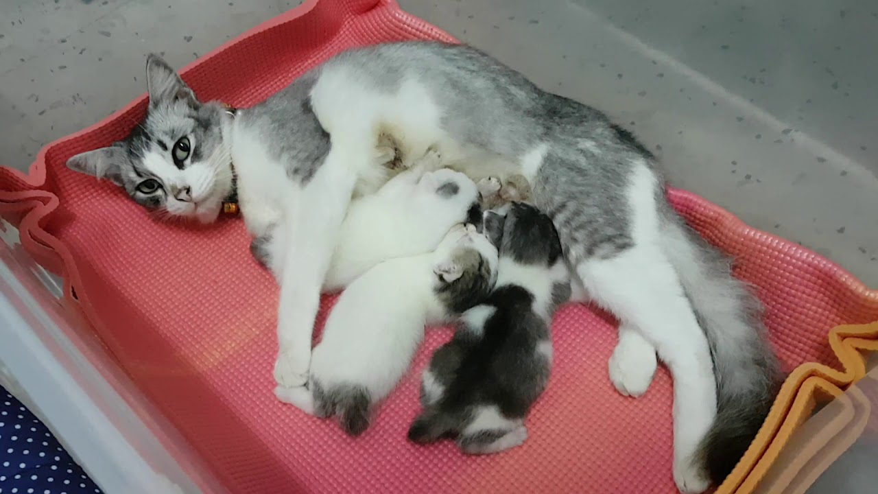 Three Week Old Kittens Drinking Milk - YouTube