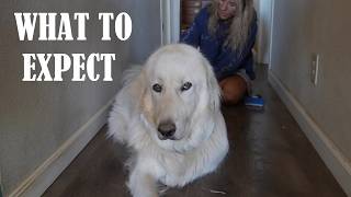 WHAT TO EXPECT LIVING WITH A GREAT PYRENEES