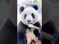 【猜猜我是谁】这是哪位小可爱呀？🤩 绝美的少年or青年？时光 😂😂😂 熊猫胖大海 giantpanda pandapandahi 大熊猫