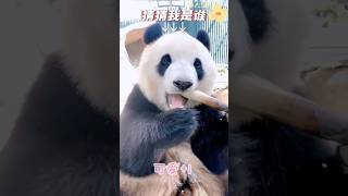 【猜猜我是谁】这是哪位小可爱呀？🤩 绝美的少年or青年？时光 😂😂😂     #熊猫胖大海 #giantpanda #pandapandahi #大熊猫