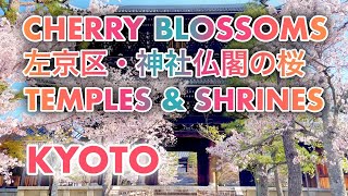 春の京都 桜スポット 左京区の神社仏閣の桜 金戒光明寺 聖護院門跡 竹中稲荷神社 真如堂 法伝寺 Cherry blossoms in Sakyo ward, Kyoto city, temples