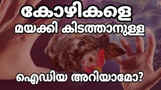 how to hypnotize Chickens | Poultry  Media |കോഴിയെ simple ആയി ഉറക്കിക്കെടുത്താം