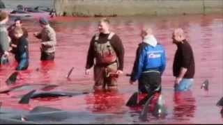 Pilot Whale Slaughter In Faroe Islands