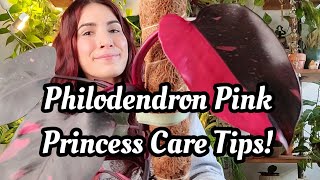 Philodendron Pink Princess Care! 💕 how to get it to grow nicely for you!! PLANTM