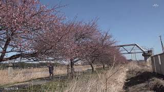 【4K】八千代市の新川千本桜（1）（2021年2月28日）