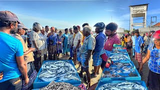 யாழ்ப்பாணம் மைலிட்டியில் மீன் ஏலம் விடும் நேரடி காட்சி | Fresh Fish Auction in Jaffna