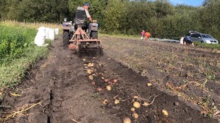 Давно такої картоплі не бачив! Копаємо саморобна копалка на чорноземі