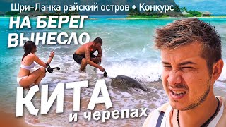 Бродяжничаю по Шри-Ланке / Жизнь на берегу океана