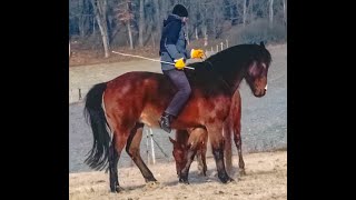 Téli fagyban lókiképzés - Horsetraining in frosty winter