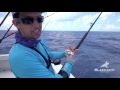 fishing for dinner fish in miami 4k