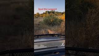 Spot the Leopard #shortvideo #africa #big5 #leopard