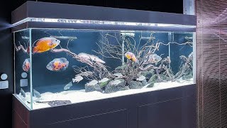 The Ultimate Oscar Aquarium Ideas | Super Clean Oscar Fish Tank