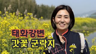 [울산] 태화강변 갓꽃군락지 / 울산 울주군 범서읍 굴화리 / Ulsan Korea