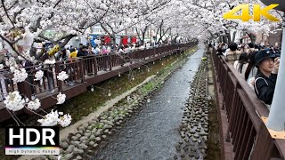 2024 Korea's Biggest Cherry Blossom Festival. Jinhae Gunhangje Festival | Korea 4K HDR