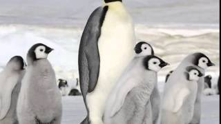 Antarctica's Emperor penguins waddling to extinction due to global warming : Climate study