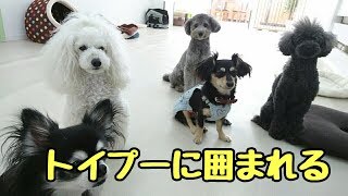 トイプーに囲まれる ★24時間対応★犬の保育園　7月9日