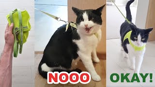 Cat's Reaction to The Leash. Before / After