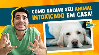 Cachorro e Gato INTOXICADO, O QUE FAZER? Aprenda o PASSO A PASSO (1º Socorros) para SALVAR seu Pet!