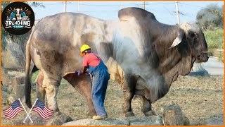 15 Meetings With The World's Most Expensive Bulls – Luxury Livestock | Processing Factory #bull #cow