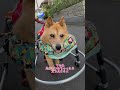 【車イスに乗ると寝たきりなのを忘れてしまうルーさん】 車椅子犬 寝たきり犬 老犬介護 老犬の可愛さ 虹組2年生 shorts 保護犬 雑種犬