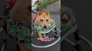 【車イスに乗ると寝たきりなのを忘れてしまうルーさん】#車椅子犬 #寝たきり犬 #老犬介護 #老犬の可愛さ #虹組2年生 #shorts #保護犬 #雑種犬