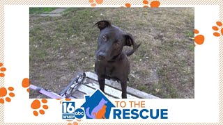 16 To The Rescue: Onyx