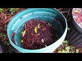 mulching with wool in the permaculture garden compoost and the book