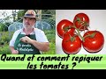 Quand et comment repiquer les tomates ?