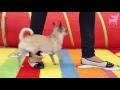 cute chihuahua dogs happy dancing