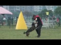 冠軍犬訓練師 狗狗訓練 德國狼犬 蟬聯台灣總冠軍4次 邵秀蘭 台灣總冠軍女性訓犬師 警犬世界賽 西北訓犬學苑 wusv警犬世界賽2013台灣代表選拔賽ipo 3 patty 攻擊96分