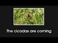 Everything you need to know about Brood X Cicadas