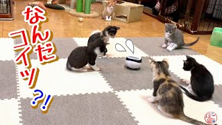 【子猫　保護猫　保護犬】え？なにコレ？！