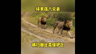 壞男孩聯盟六兄弟橫掃薩比森保護區。 #nature #wildanimals #wildlife#lion