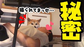 柴犬姉妹が陰でコソコソするので隠し撮りすると…