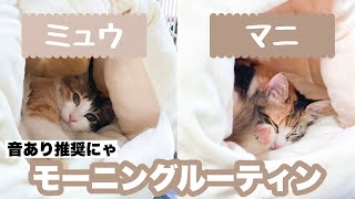 子猫姉妹のモーニングルーティン(音出し推奨。にゃーにゃー言ってます。)