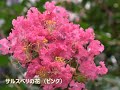 サルスベリ（百日紅）の性質・剪定のポイント　～シンボルツリーに人気の花木～　加須市・久喜市・幸手市の植木屋